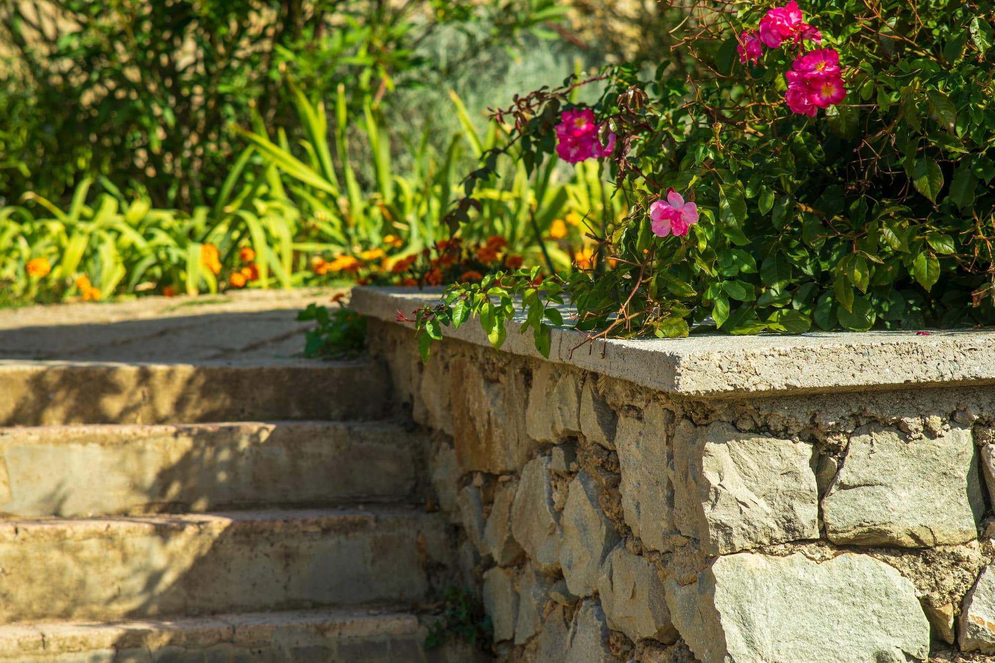 Quels végétaux planter sur un mur de soutènement pour un rendu esthétique ? Wittenheim
